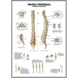 Fisioterapia Foto Poster Coluna Vertebral 65x100cm Medicina