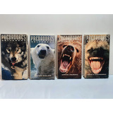 Fita Vhs Predadores S Urso Polar, Lobo, Urso Pardo