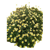Flor Do Guaruja - Chanana Planta Medicinal 6 Mudas