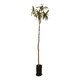Flor Quaresmeira Roxa Para Jardins Ornamentais