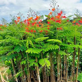 Flor-de-pavão, Flamboyant-mirim 5..000 Sementes Novas, Plant