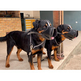 Focinheira Para Adestramento De Cães Pitbull Rottweiler