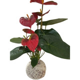 Kokedama