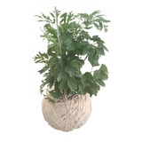 Kokedama