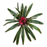 Kokedama