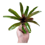 Folhagem Bromélia Fireball Em Kokedama 20 À 25 Cm+ Brinde