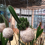 Kokedama