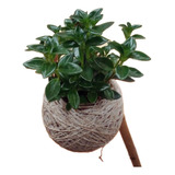 Kokedama