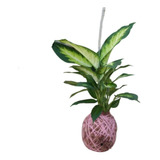 Folhagem Comigo-ninguém-pode Plantado Em Kokedama