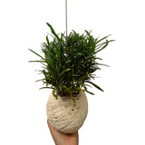 Kokedama