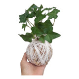 Kokedama