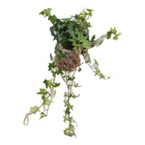 Kokedama