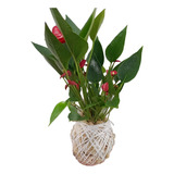 Kokedama