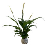 Kokedama