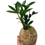Kokedama