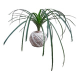 Kokedama