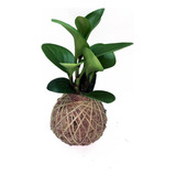 Folhagem Peperomia Obtusifolia Baby Rubber Em Kokedama