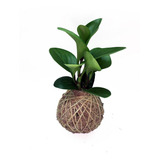 Folhagem Peperomia Obtusifolia Baby Rubber Em Kokedama