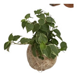 Kokedama
