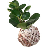 Kokedama