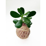 Folhagem Planta Jade Kokedama 10 À 15 Cm + Presente