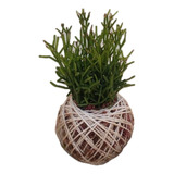 Kokedama
