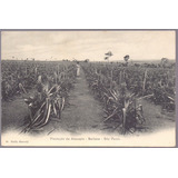 Gaensly - Plantação Abacaxis - Boituva
