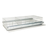 Gaiola P/ Codornas 40 Aves C/ 4 Divisorias Coletora Ovos