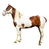 Garanhão Paint Horse Registrado Parcelado