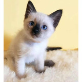 Gatinhos Siamês Peludo Legítimo
