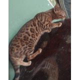 Gato Bengal Filhote 