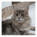 Gato Maine Coon Filhotes