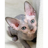 Gato Sphynx - Filhote Fêmea Do Gatil Hiromi
