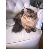Gatos Filhotes Maine Coon