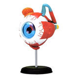 Globo Ocular Modelo Do Corpo Humano Anatomia Do Olho 4d