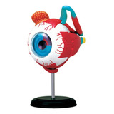 Globo Ocular Modelo Do Corpo Humano Anatomia Do Olho Humano