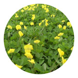 Grama Amendoim 2000 Mudas Raiz Nua Jardinagem Frete Grátis