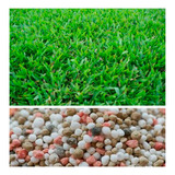 Grama Batatais Grama Mato Grosso E Adubo Para Plantio (1kg)