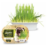 Graminha Para Cães Digestive Grass 50g