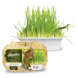 Graminha Para Gatos Digestive Grass 50g