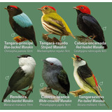 Guia Identificação Pássaros Silvestres Mata Atlântica