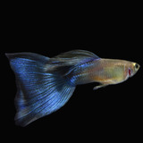 Guppy Blue De Linhagem (ler O Anúncio Antes Da Compra