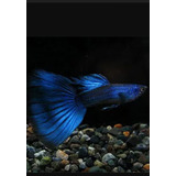 Guppy De Linhagem Moscow Blue