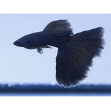 Guppy De Linhagem Moscow Blue