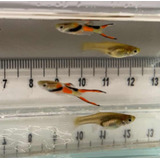 Guppy Endler - Black Bar, Scarlet, Blue Star & El Tigre
