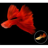 Guppy Full Red High Dorsal Trio Linhagem