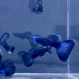 Guppy Moscow Blue (casal)