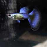 Guppy Moscow Blue Claro (casal)