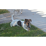  Jack Russell Terrier