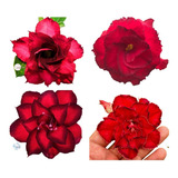  Kit 18 Sementes De Rosas Do Deserto Vermelhas Super Raras